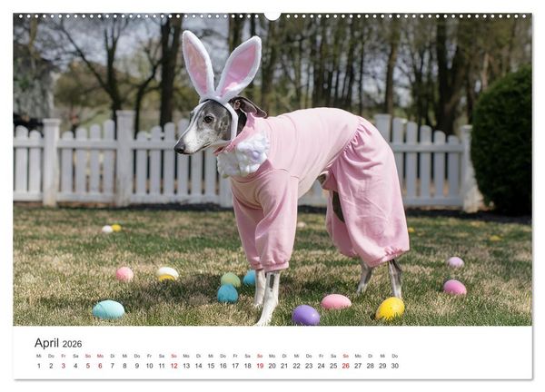 Produktbild: Funny Greyhounds - Windhunde mal anders (Wandkalender 2026 DIN A2 quer), CALVENDO Monatskalender