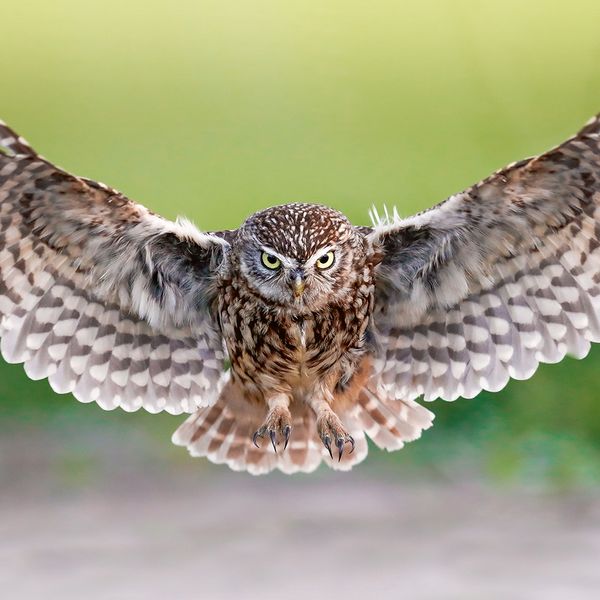 Produktbild: Magic Owls 2024