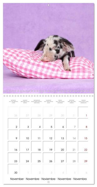 Produktbild: Sweet little piglets (Wall Calendar 2026 12 &times; 12 Inch) CALVENDO 12 Month Wall Calendar