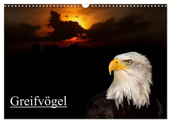 Produktbild: Greifv&ouml;gel (Wandkalender 2026 DIN A3 quer), CALVENDO Monatskalender