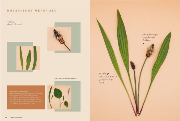 Produktbild: Die Kr&auml;utermacherei. Meine Naturapotheke.