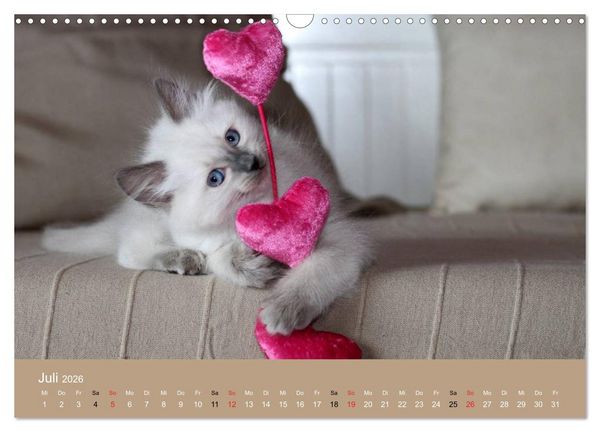 Produktbild: Verliebt in Ragdolls ... die sanfte Katzenrasse (Wandkalender 2026 DIN A3 quer), CALVENDO Monatskalender