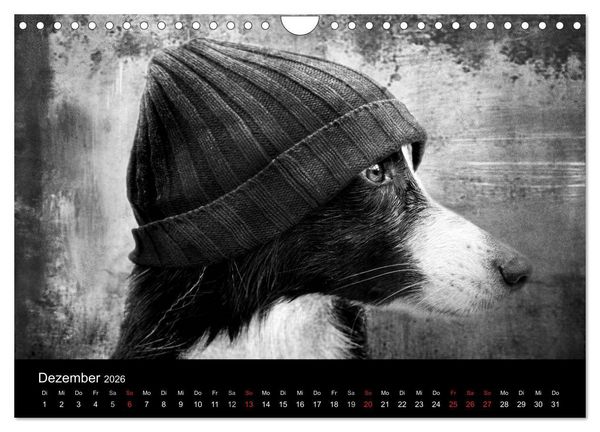 Produktbild: H&uuml;tehunde (Wandkalender 2026 DIN A4 quer), CALVENDO Monatskalender