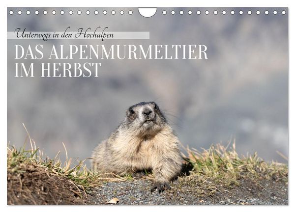 Produktbild: Unterwegs in den Hochalpen - Das Alpenmurmeltier im Herbst (Wandkalender 2026 DIN A4 quer), CALVENDO Monatskalender
