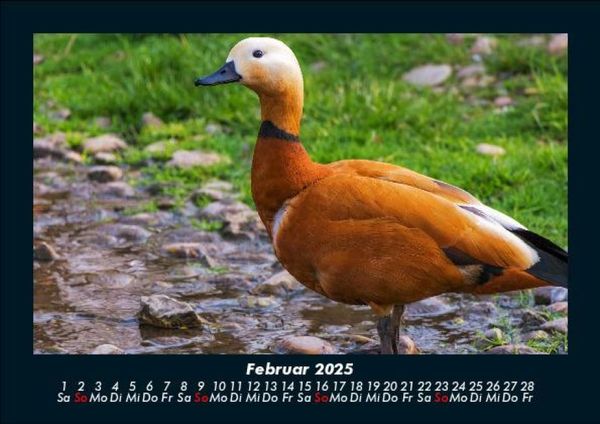 Produktbild: Enten 2025 Fotokalender DIN A5