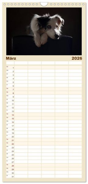Produktbild: Familienplaner 2026 - Charmante Australian Shepherds mit 5 Spalten (Wandkalender, 21 x 45 cm) CALVENDO