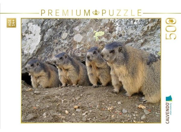 CALVENDO Puzzle Verspielte Murmeltiere - unterwegs in Saas Fee / Schweiz | 500 Teile Lege-Größe 48 × 36 cm Foto-Puzzle für Erwachsene