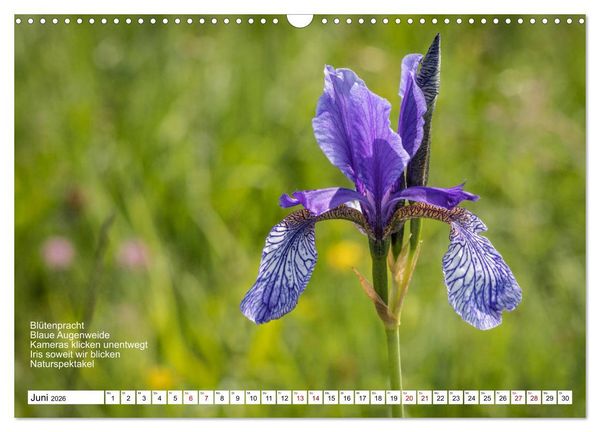 Produktbild: Mit Elfchen durch das Jahr (Wandkalender 2026 DIN A3 quer), CALVENDO Monatskalender