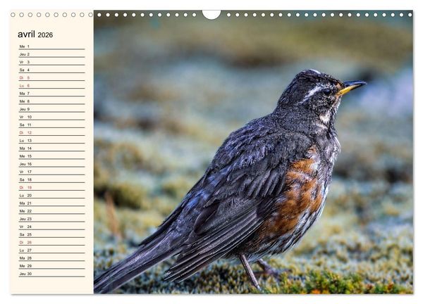 Produktbild: Notre nature sauvage, les passereaux d'Europe (Calendrier mural 2026 DIN A3 vertical), CALVENDO calendrier mensuel