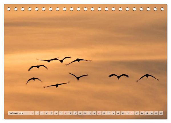 Produktbild: Kraniche auf dem Weg nach S&uuml;den (Tischkalender 2026 DIN A5 quer), CALVENDO Monatskalender