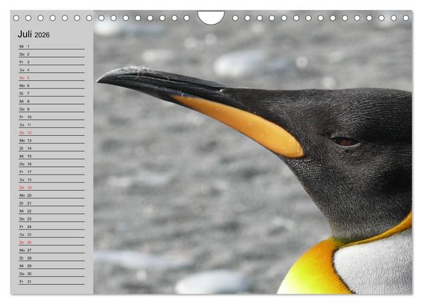 Produktbild: Pinguine - Watscheln im festlichen Kleid (Wandkalender 2026 DIN A4 quer), CALVENDO Monatskalender