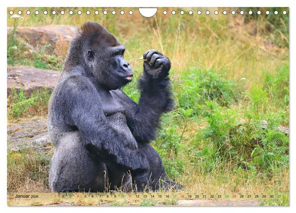 Produktbild: Flachlandgorillas in Apenheul (Wandkalender 2026 DIN A4 quer), CALVENDO Monatskalender