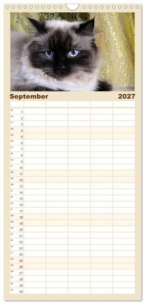 Produktbild: Familienplaner 2027 - Katzen im Portr&auml;t / Geburtstagskalender mit 5 Spalten (Wandkalender, 21 x 45 cm) CALVENDO