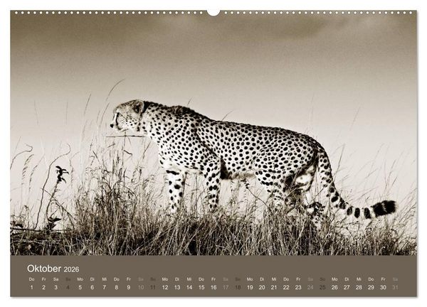 Produktbild: Wildes Afrika (hochwertiger Premium Wandkalender 2026 DIN A2 quer), Kunstdruck in Hochglanz