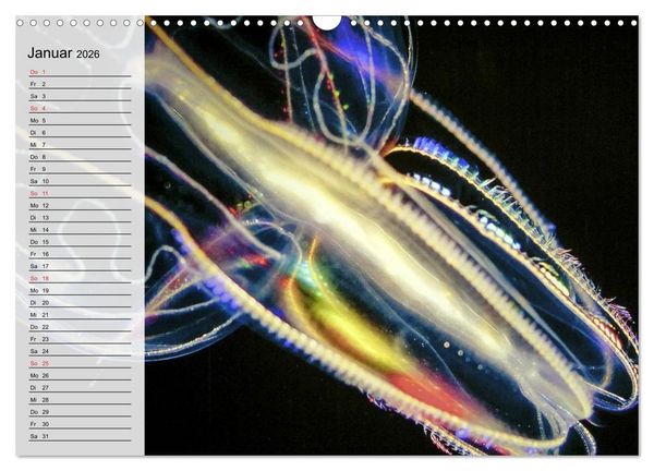 Produktbild: Quallen. Die Welt der Medusen (Wandkalender 2026 DIN A3 quer), CALVENDO Monatskalender