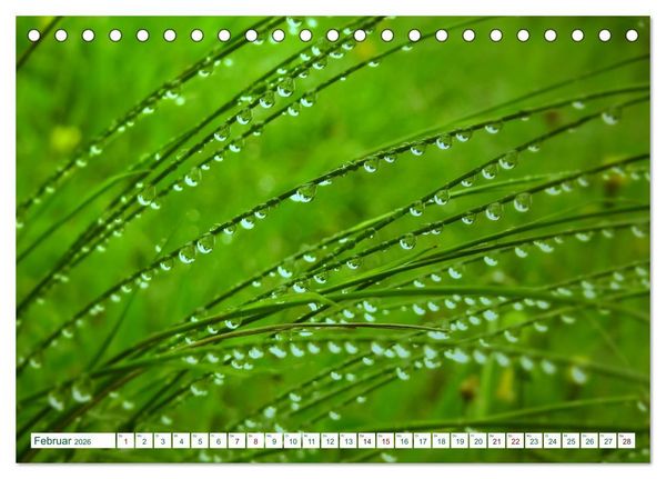 Produktbild: GR&Uuml;N . Die Kraft der Natur (Tischkalender 2026 DIN A5 quer), CALVENDO Monatskalender