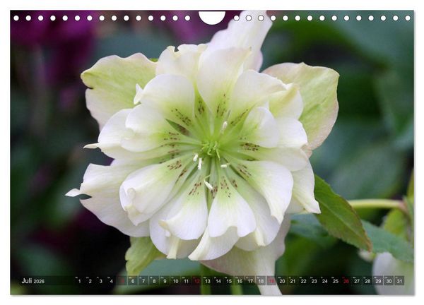 Produktbild: Christrosen (Wandkalender 2026 DIN A4 quer), CALVENDO Monatskalender