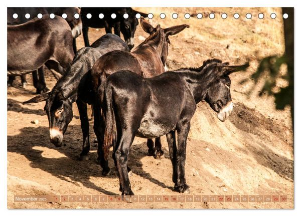 Produktbild: Esel der Welt - Lieblings Langohren (Tischkalender 2025 DIN A5 quer), CALVENDO Monatskalender