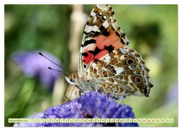 Produktbild: LA MAGIE DES PAPILLONS (Calendrier mural 2026 DIN A3 vertical), CALVENDO calendrier mensuel