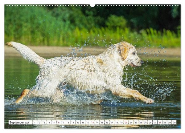 Produktbild: Freund auf 4 Pfoten - Labrador Retriever (Wandkalender 2026 DIN A2 quer), CALVENDO Monatskalender