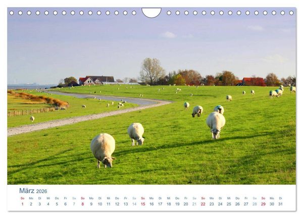 Produktbild: Schafe am Deich 2026. Tierische Impressionen von der Nordseek&uuml;ste (Wandkalender 2026 DIN A4 quer), CALVENDO Monatskalender