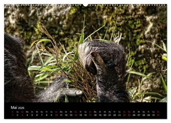 Produktbild: Gorillas - Die sanften Wilden (hochwertiger Premium Wandkalender 2026 DIN A2 quer), Kunstdruck in Hochglanz