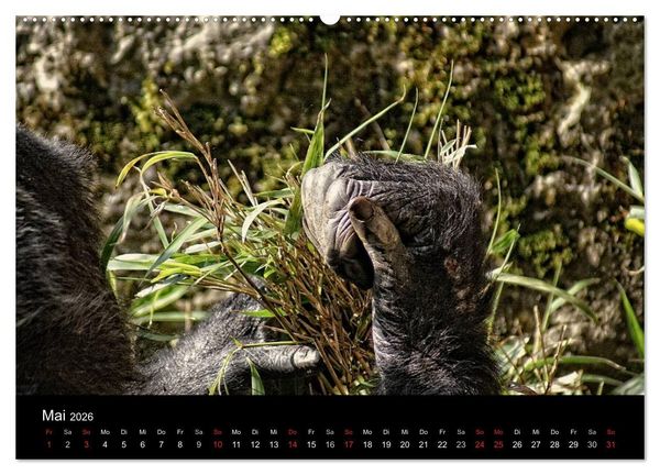 Produktbild: Gorillas - Die sanften Wilden (Wandkalender 2026 DIN A2 quer), CALVENDO Monatskalender