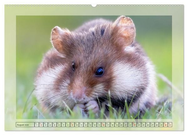 Produktbild: S&uuml;&szlig;e Nager (hochwertiger Premium Wandkalender 2026 DIN A2 quer), Kunstdruck in Hochglanz