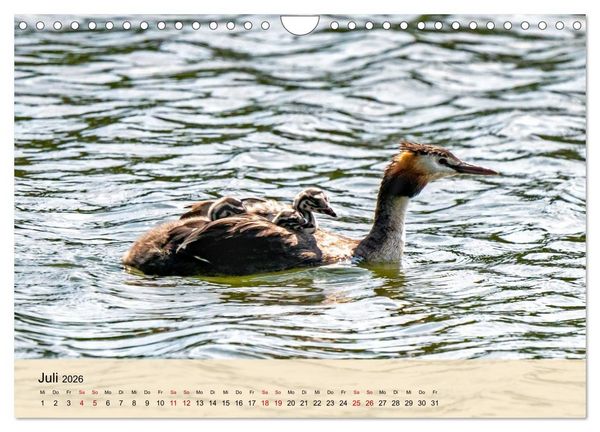 Produktbild: Wildes Stadtleben in M&uuml;nchen (Wandkalender 2026 DIN A4 quer), CALVENDO Monatskalender