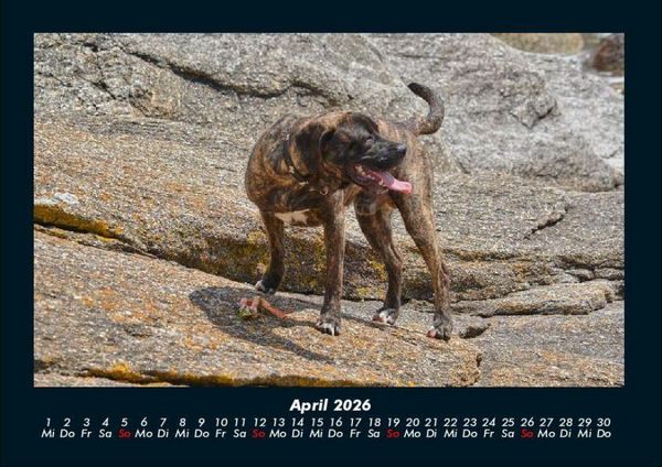 Produktbild: Hundezauber 2026 Fotokalender DIN A4