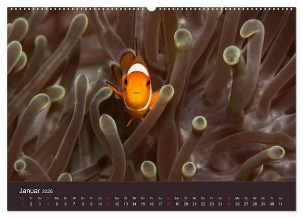 Produktbild: Meerestiere unter der Lupe - Unterwasserkalender (hochwertiger Premium Wandkalender 2026 DIN A2 quer), Kunstdruck in Hochglanz