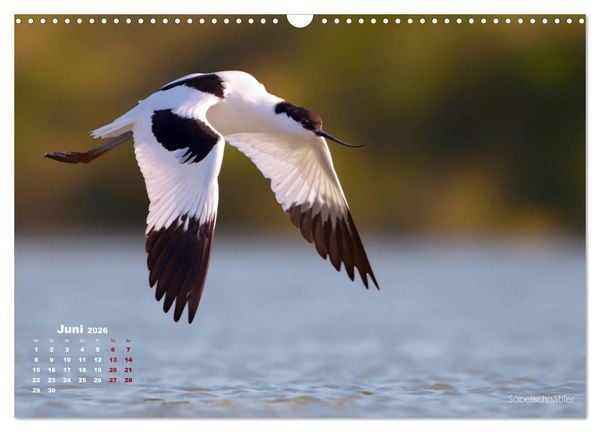 Produktbild: Wattv&ouml;gel an der Friesischen IJsselmeerk&uuml;ste (Wandkalender 2026 DIN A3 quer), CALVENDO Monatskalender