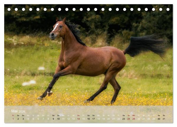 Produktbild: Pferde - Anmut und St&auml;rke gepaart mit Magie (Tischkalender 2026 DIN A5 quer), CALVENDO Monatskalender