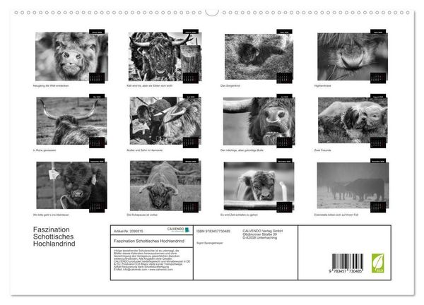 Produktbild: Faszination Schottisches Hochlandrind (hochwertiger Premium Wandkalender 2026 DIN A2 quer), Kunstdruck in Hochglanz