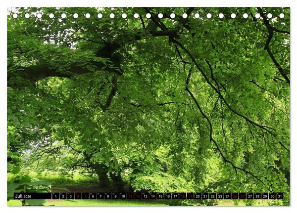 Produktbild: Die S&uuml;ntelbuchenallee (Tischkalender 2026 DIN A5 quer), CALVENDO Monatskalender