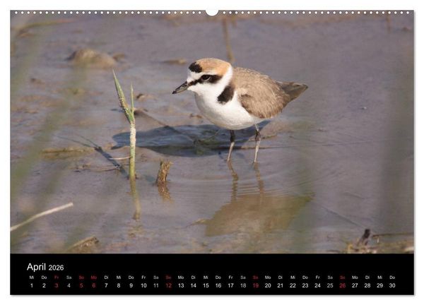 Produktbild: Limikolen Watv&ouml;gel auf dem Zug (hochwertiger Premium Wandkalender 2026 DIN A2 quer), Kunstdruck in Hochglanz