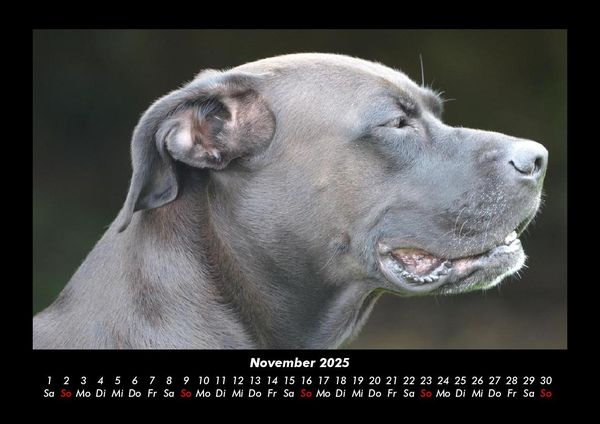 Produktbild: Hundezauber 2025 Fotokalender DIN A3