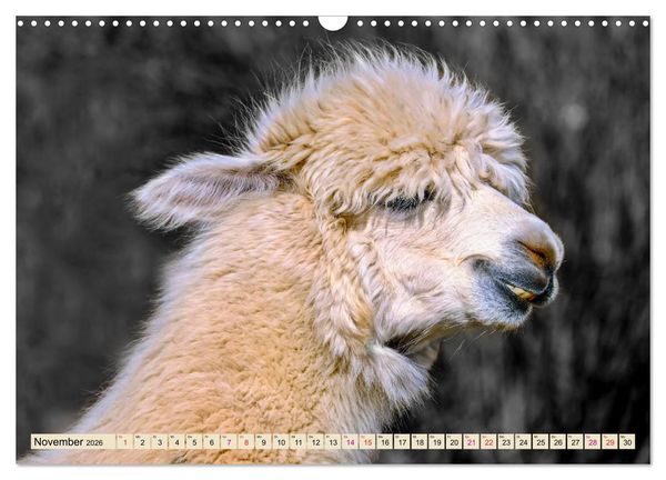 Produktbild: Alpaka Gesichter (Wandkalender 2026 DIN A3 quer), CALVENDO Monatskalender