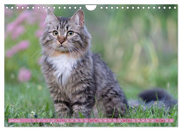 Produktbild: Maui und Molokai - Sibirische Katzenschwestern (Wandkalender 2026 DIN A4 quer), CALVENDO Monatskalender