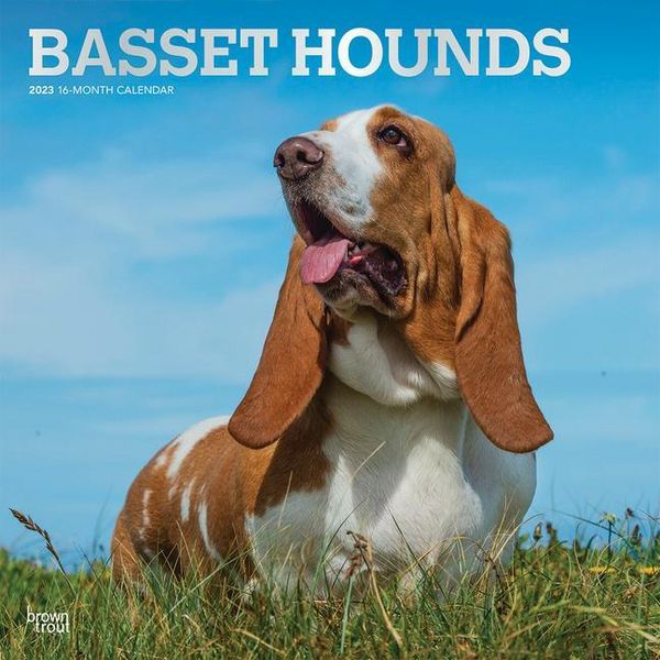 Produktbild: Basset Hounds 2023 Square Foil