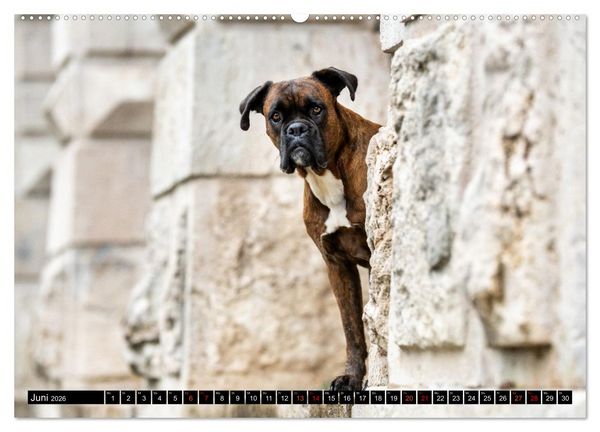 Produktbild: K&auml;the - ein Boxer mit Charme (hochwertiger Premium Wandkalender 2026 DIN A2 quer), Kunstdruck in Hochglanz