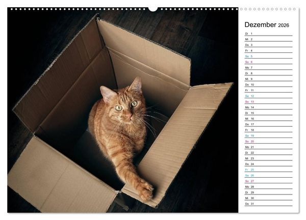Produktbild: Karton Katzen (Wandkalender 2026 DIN A2 quer), CALVENDO Monatskalender