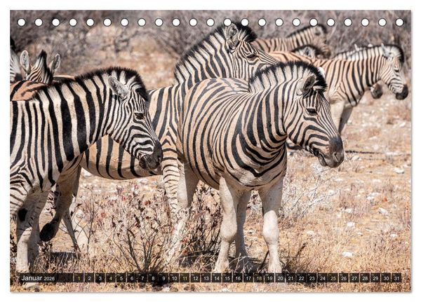 Produktbild: Zwischen Namib und Kalahari (Tischkalender 2026 DIN A5 quer), CALVENDO Monatskalender