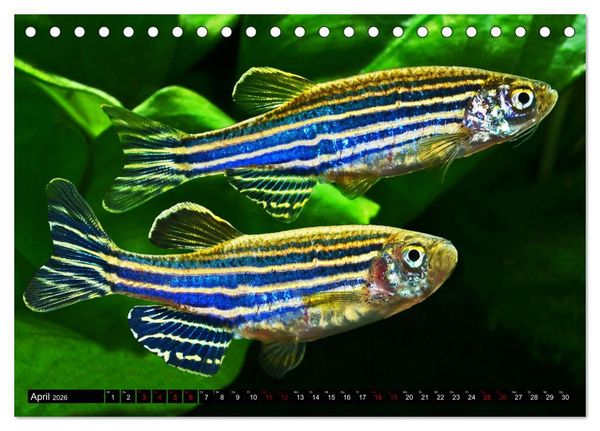 Produktbild: Beliebte Fische der Welt (Tischkalender 2026 DIN A5 quer), CALVENDO Monatskalender