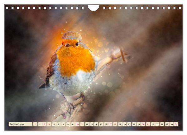 Produktbild: Bei uns im Garten - Rotkehlchen (Wandkalender 2026 DIN A4 quer), CALVENDO Monatskalender