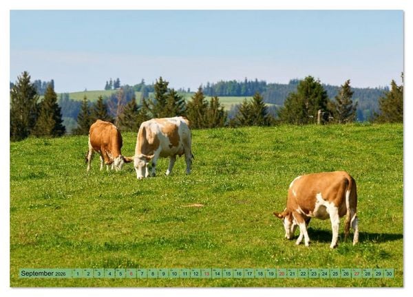Produktbild: Voll kuhl - der Kuhkalender mit K&uuml;hen aus dem Allg&auml;u (hochwertiger Premium Wandkalender 2026 DIN A2 quer), Kunstdruck in Hochglanz