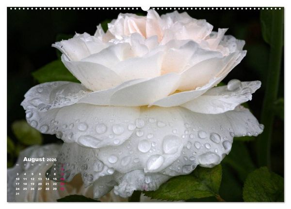 Produktbild: Zauberhafter Rosenreigen (hochwertiger Premium Wandkalender 2026 DIN A2 quer), Kunstdruck in Hochglanz