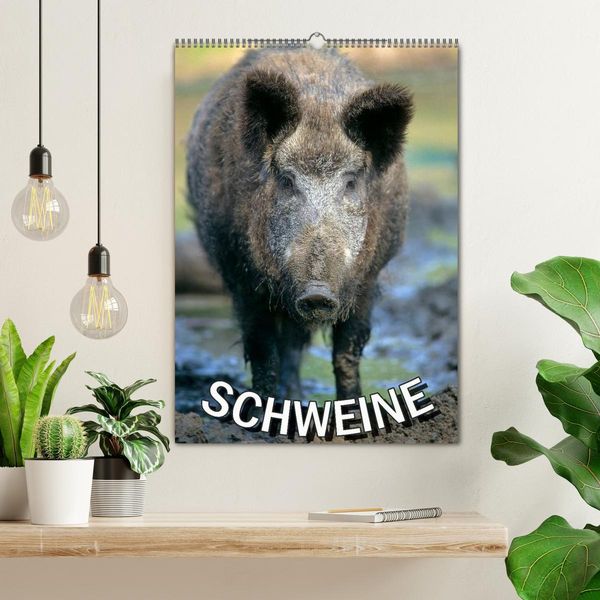 Produktbild: Schweine 2026 (Wandkalender 2026 DIN A2 hoch), CALVENDO Monatskalender