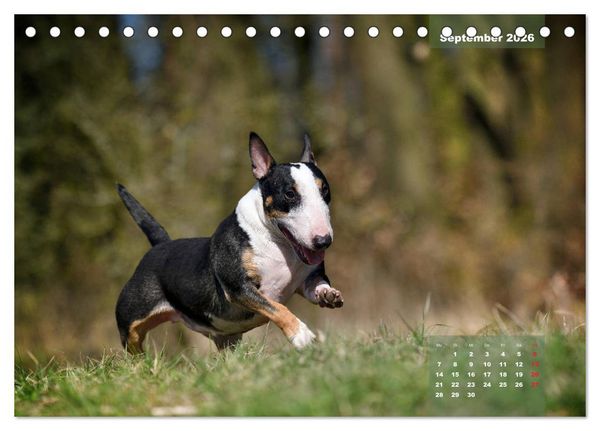 Produktbild: Typisch Bullterrier (Tischkalender 2026 DIN A5 quer), CALVENDO Monatskalender