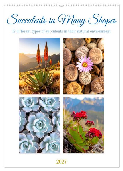 Produktbild: Succulents in Many Shapes (Wall Calendar 2027 DIN A2 portrait), CALVENDO 12 Month Wall Calendar